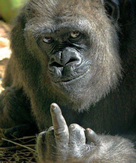 giving-the-finger-gorilla.jpg